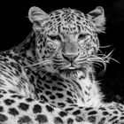 Leopard SW