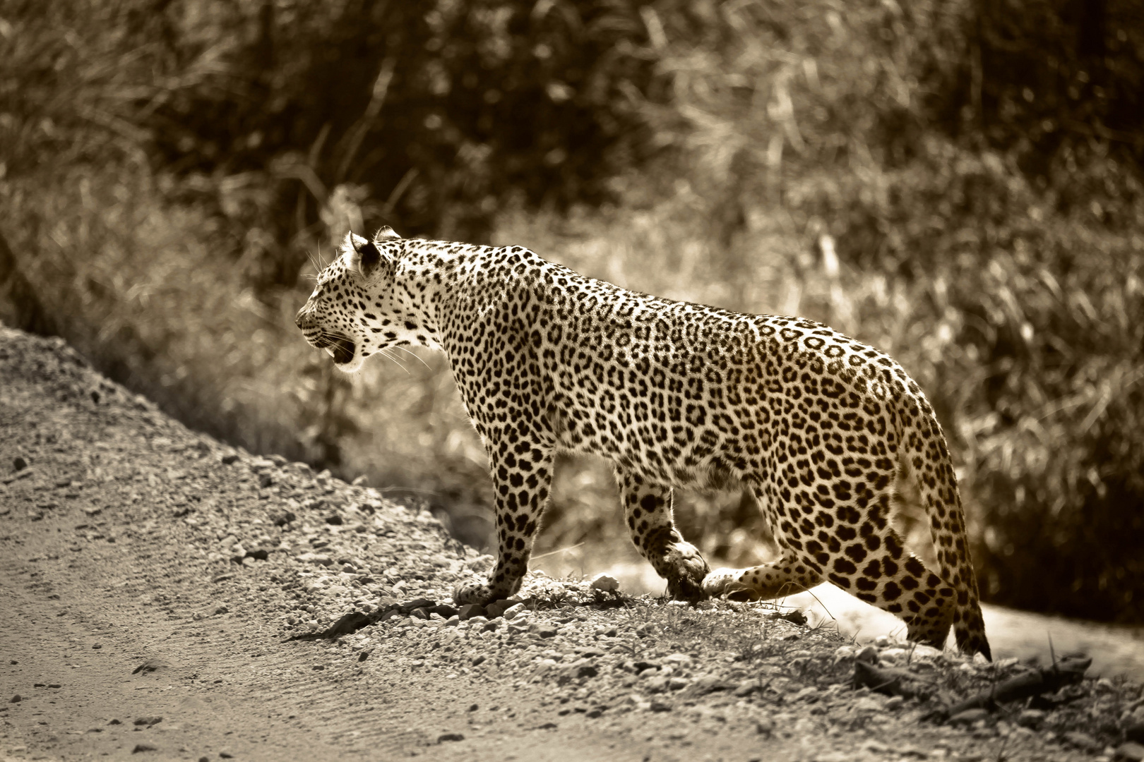 Leopard, Tanzania