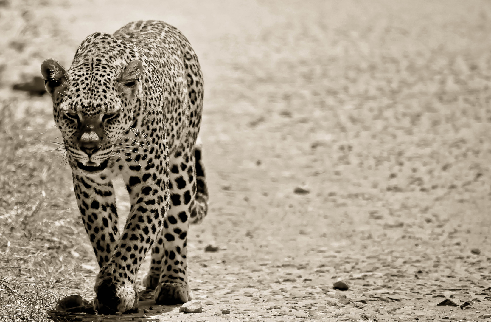 Leopard, Tanzania