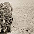 Leopard, Tanzania