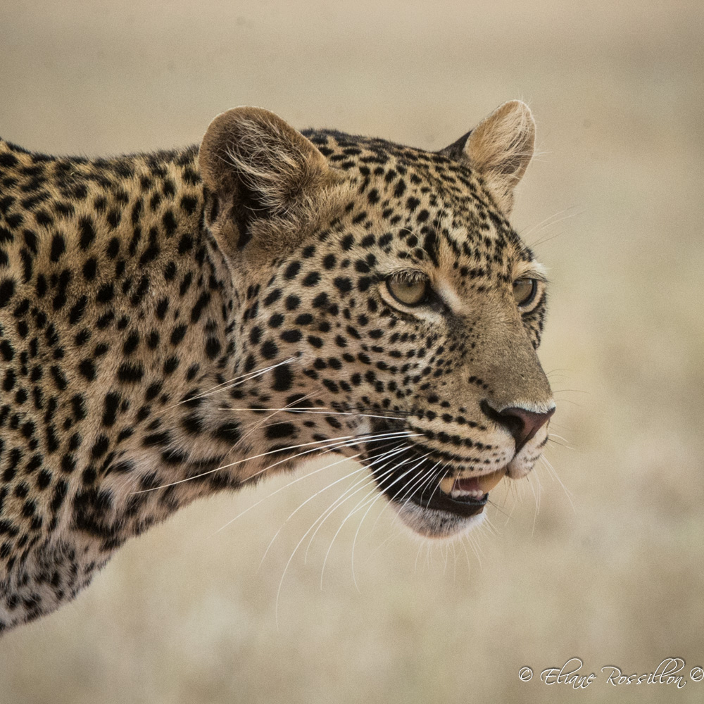 Léopard, Tanzanie 2014