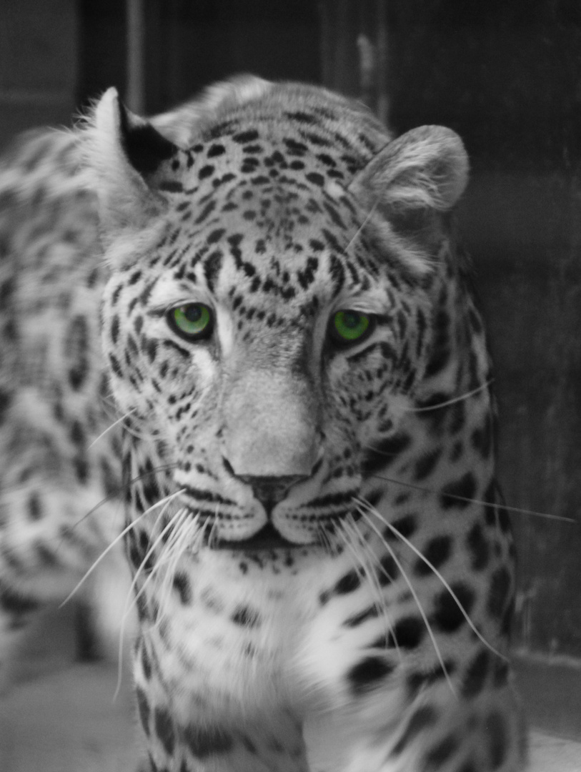 Leopard Tierpark Chemnitz Rabenstein