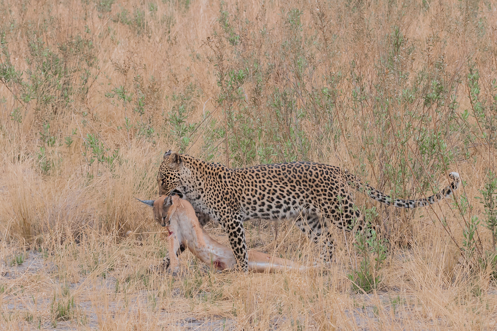 Leopard tötet Caracal Foto & Bild | gras, natur, afrika Bilder auf