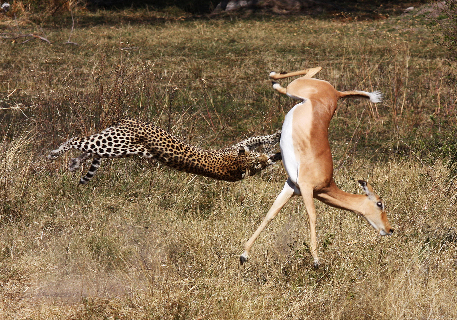 Leopard tötet Impala