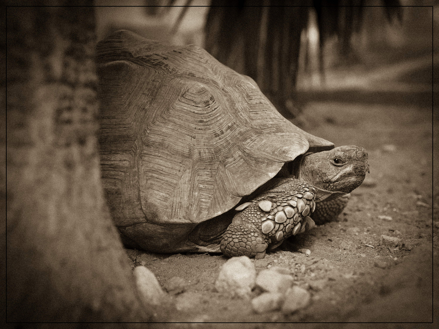 Leopard Tortoise Sepia