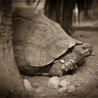 Leopard Tortoise Sepia