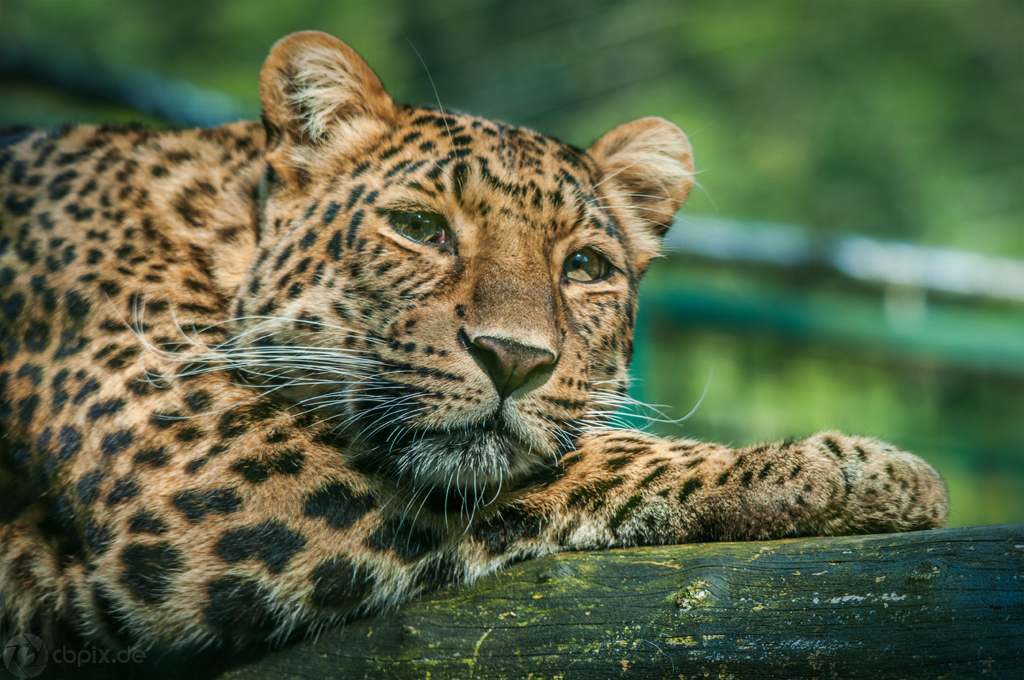 Leopard "Träumen"