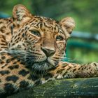 Leopard "Träumen"