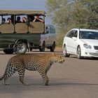 Leopard trifft Touristen ...