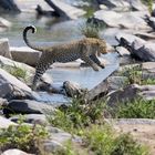 Leopard überspring Talek Fluss in der Maasai Mara