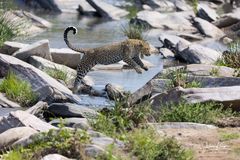 Leopard überspring Talek Fluss in der Maasai Mara