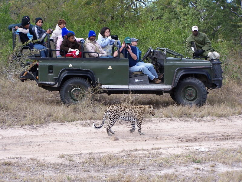 Leopard unbeeindruckt von Zuschauern