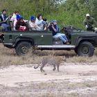 Leopard unbeeindruckt von Zuschauern