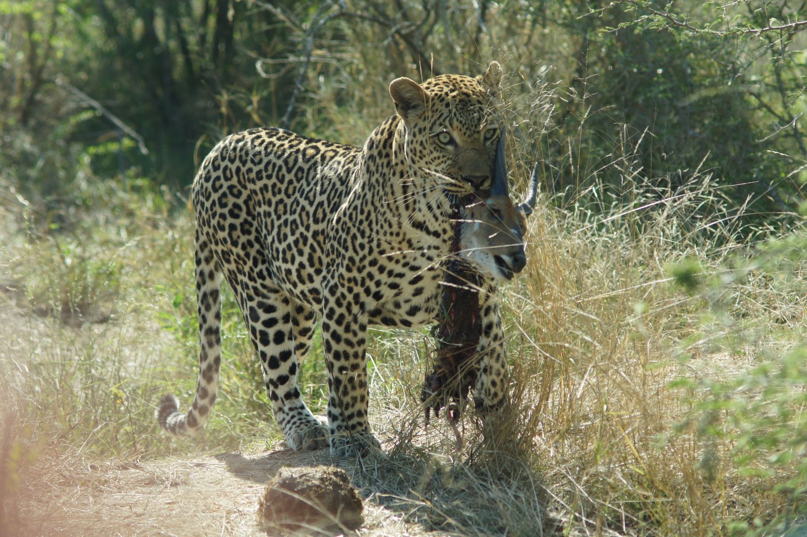 Leopard und seine Beute Kruger Park Südafrika 2017