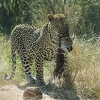 Leopard und seine Beute Kruger Park Südafrika 2017