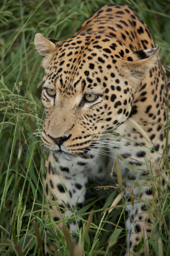 Leopard - und zwar wenig begeistert