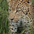 Leopard - und zwar wenig begeistert