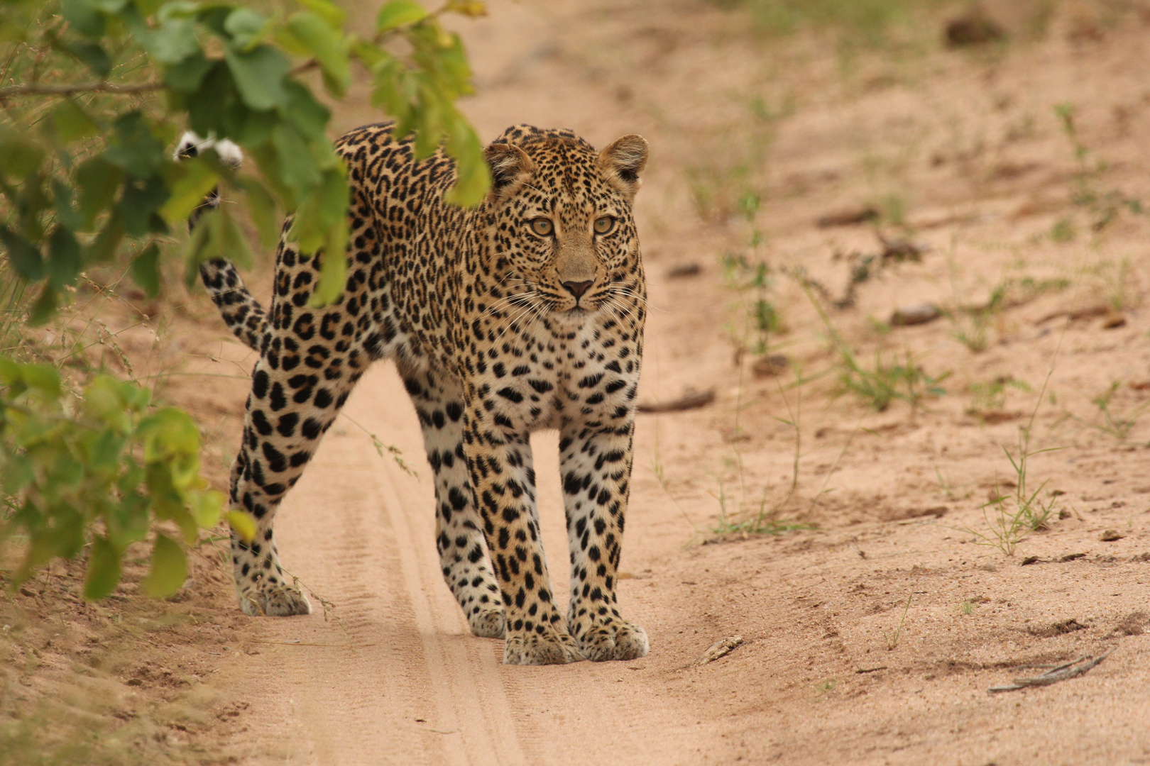 Leopard - Unerwartet in der Strasse...