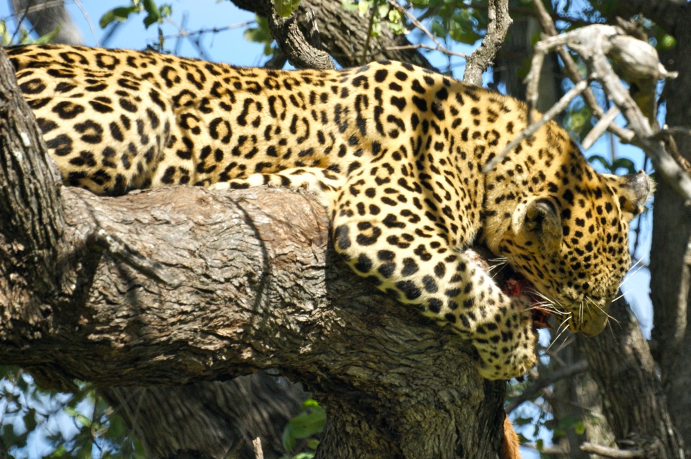 Leopard verspeist Impala