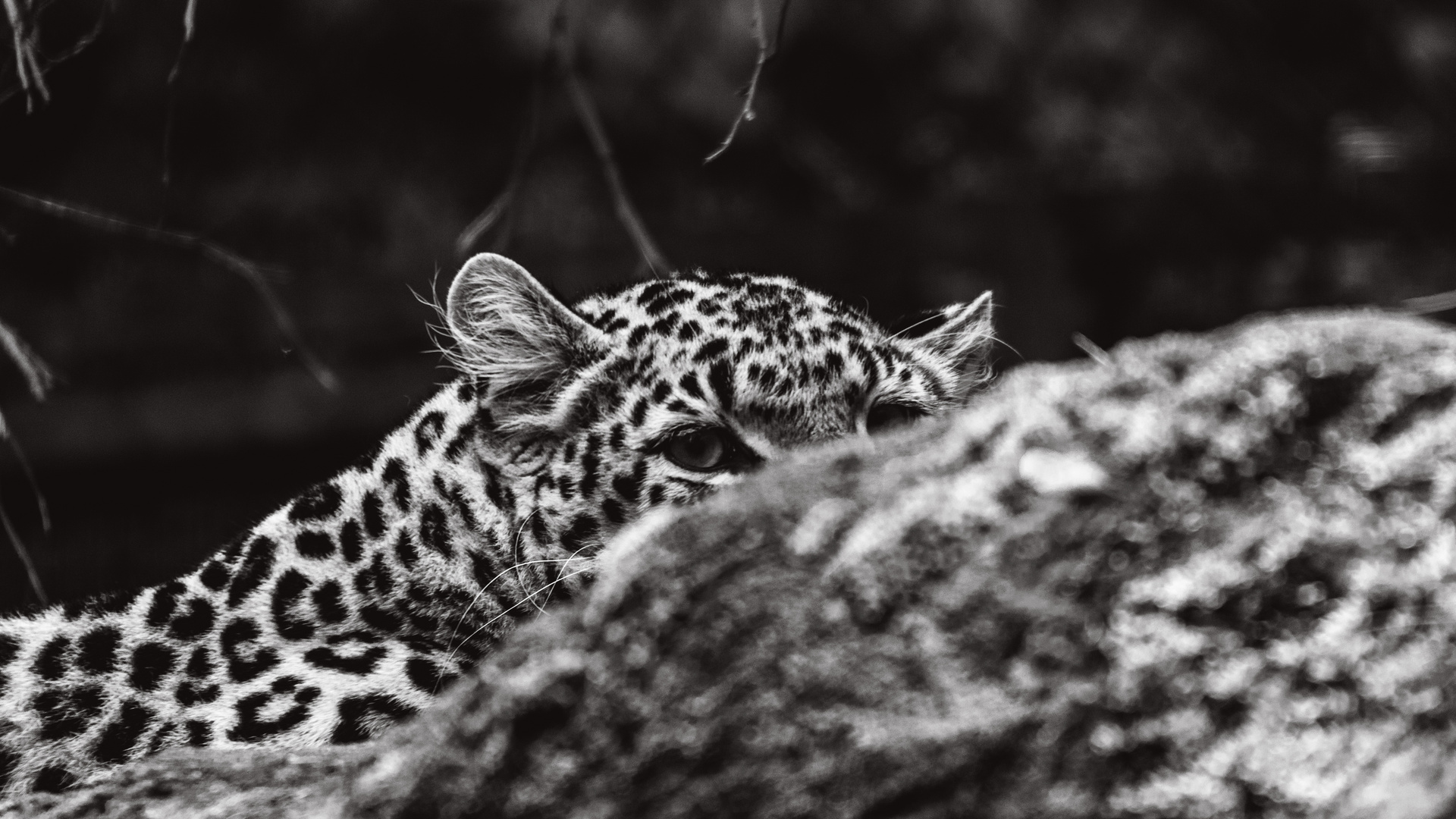 Leopard versteckt sich