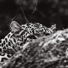 Leopard versteckt sich