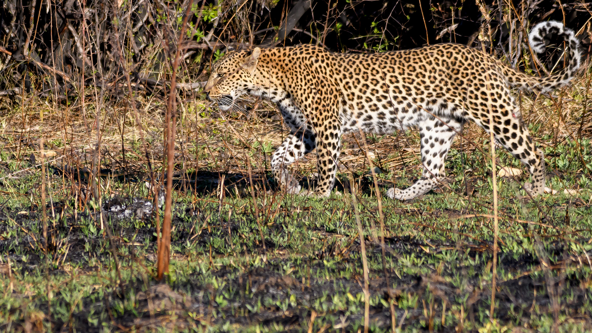 Leopard W (Panthera pardus)