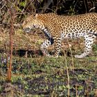 Leopard W (Panthera pardus)