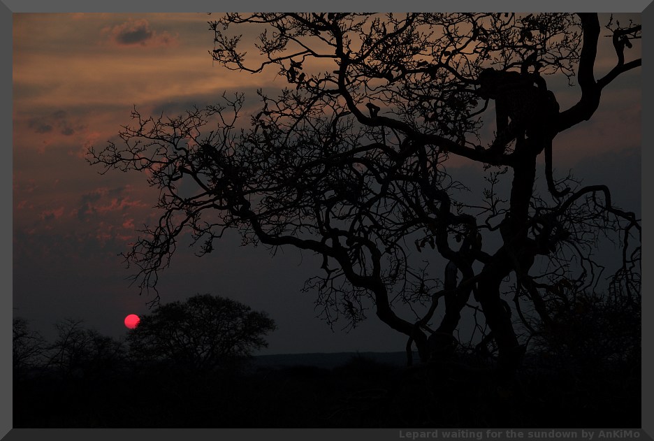 Leopard wartet auf den Sonnenuntergang