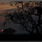 Leopard wartet auf den Sonnenuntergang