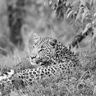 Leopard  ( Wildlife )