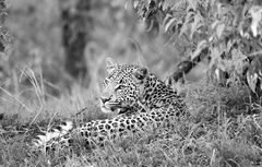 Leopard  ( Wildlife )