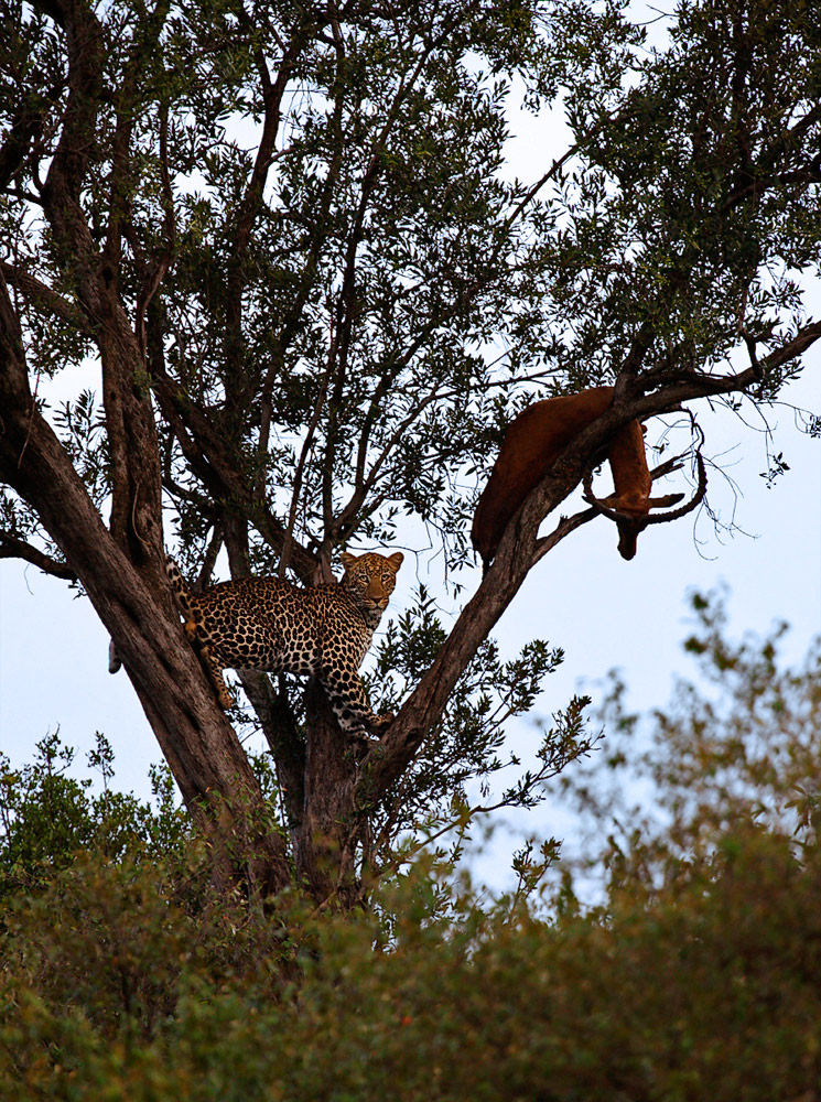 Leopard With Ample Food Supply