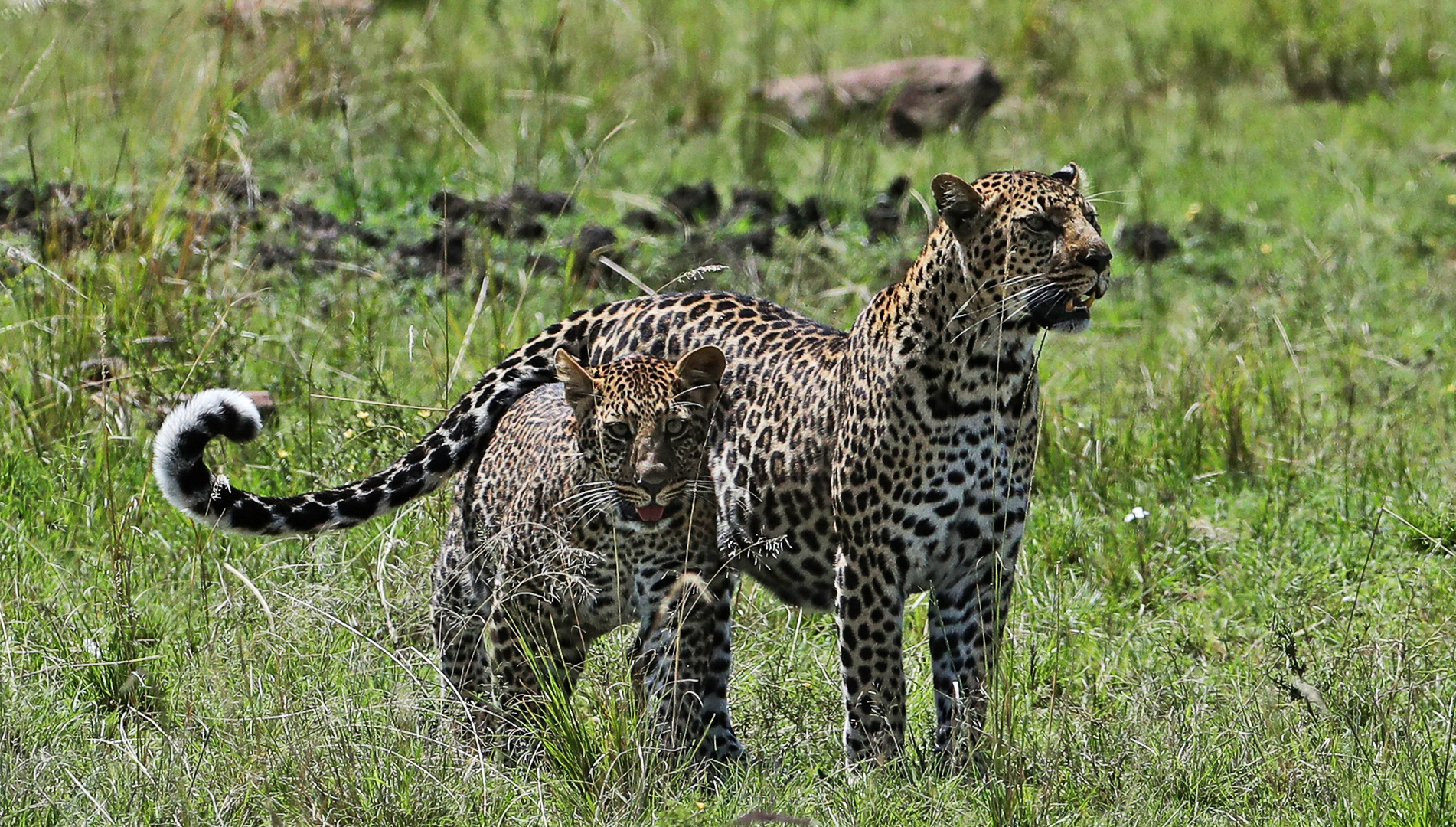 Leopard with offspring