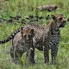 Leopard with offspring