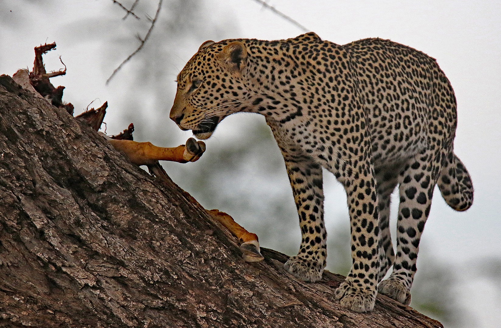 Leopard with prey