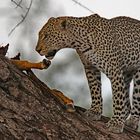 Leopard with prey