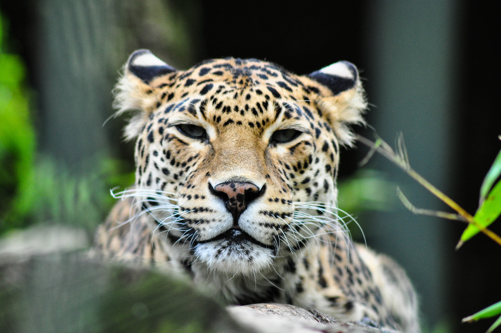 Leopard / Wuppertaler Zoo