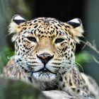 Leopard / Wuppertaler Zoo