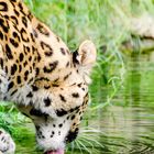 Leopard Xembalo