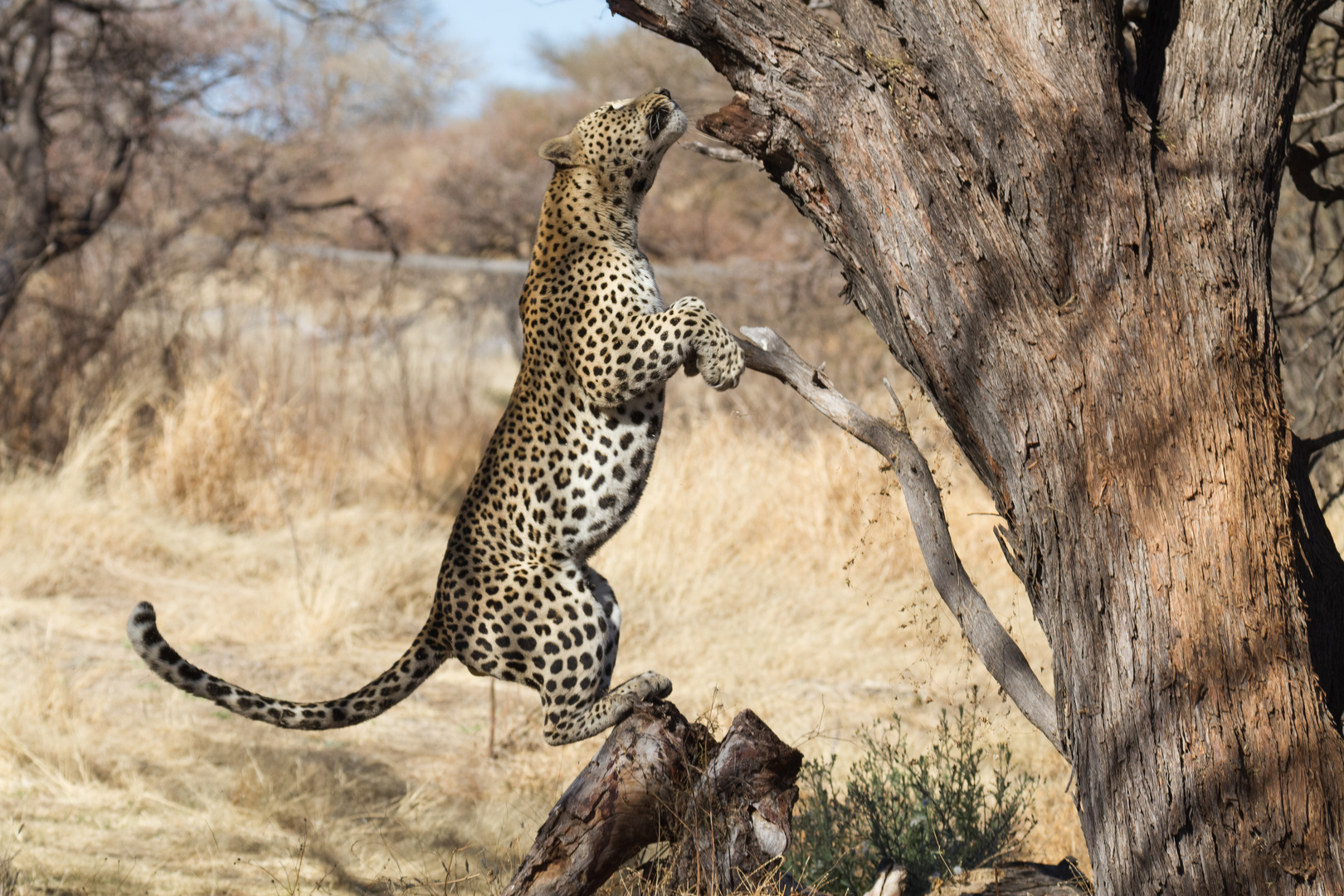 Leopard zieht sich zurück