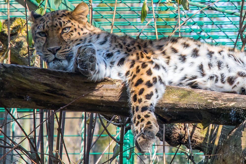 Leopard Zoo Dortmund