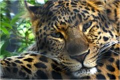 Leopard (Zoo Neuwied)