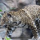 Leopard_1