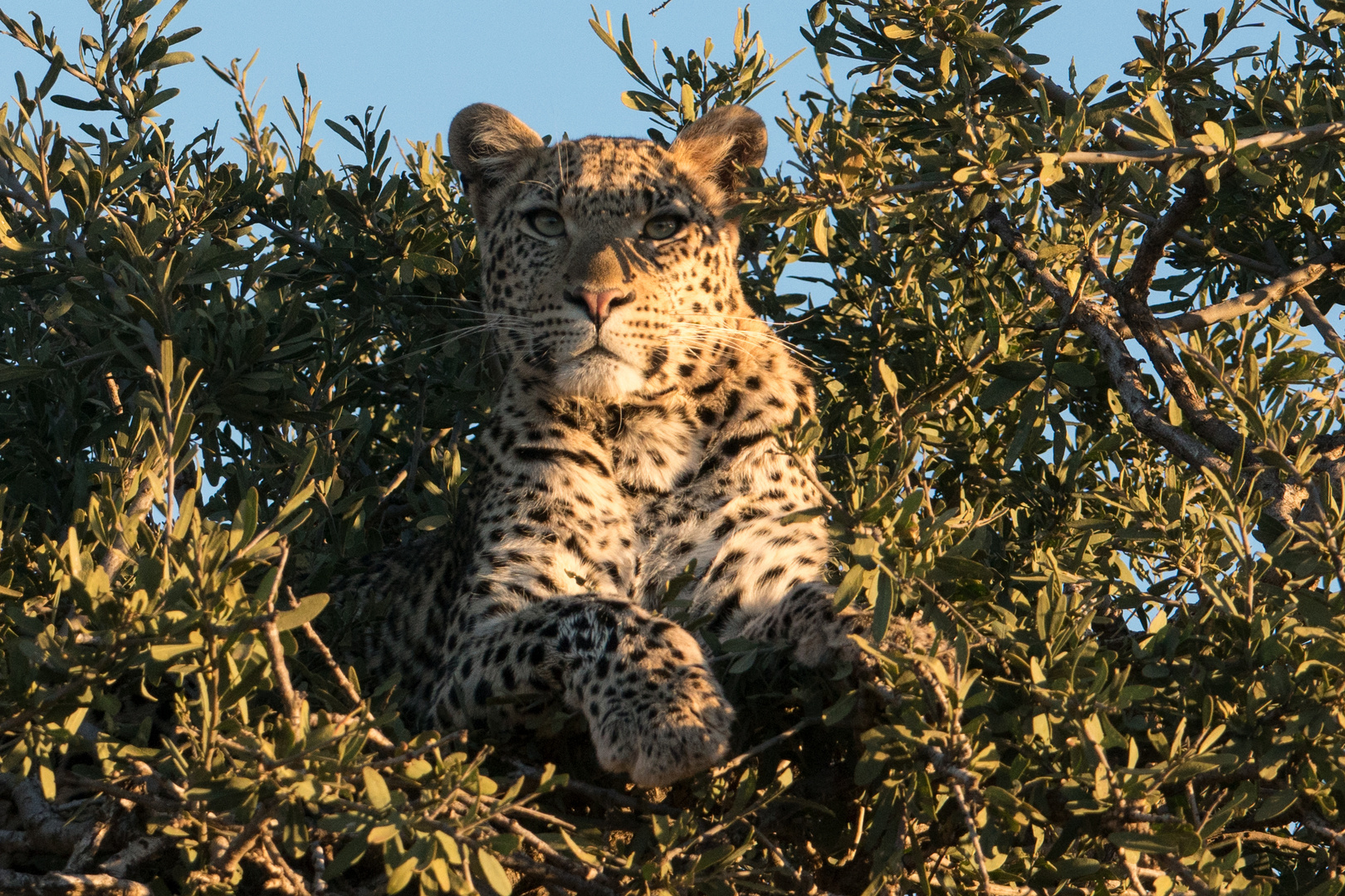 leopard_1_DSC02961