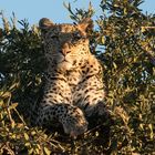 leopard_1_DSC02961