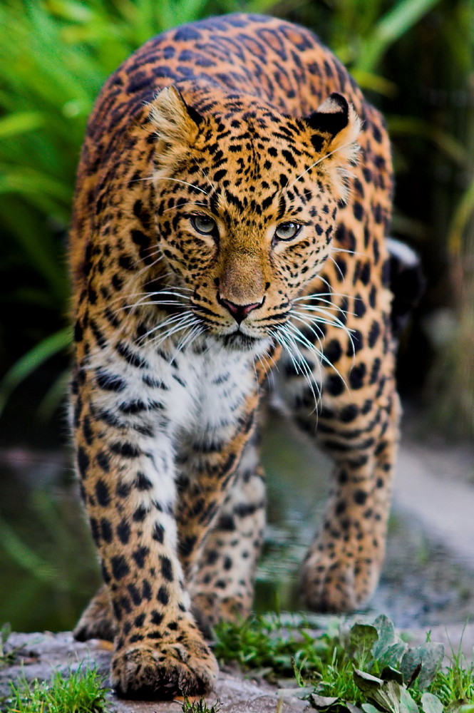 Leopard_2