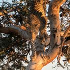 leopard_3_DSC09901