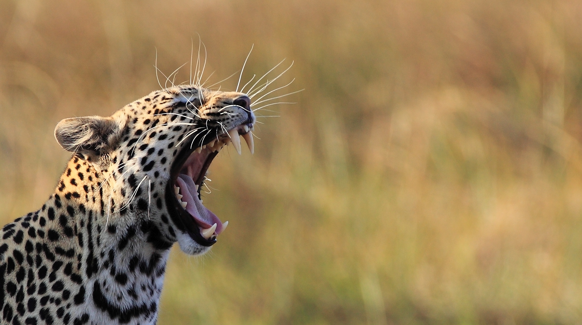 Leopard_Botswana