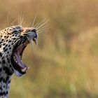 Leopard_Botswana