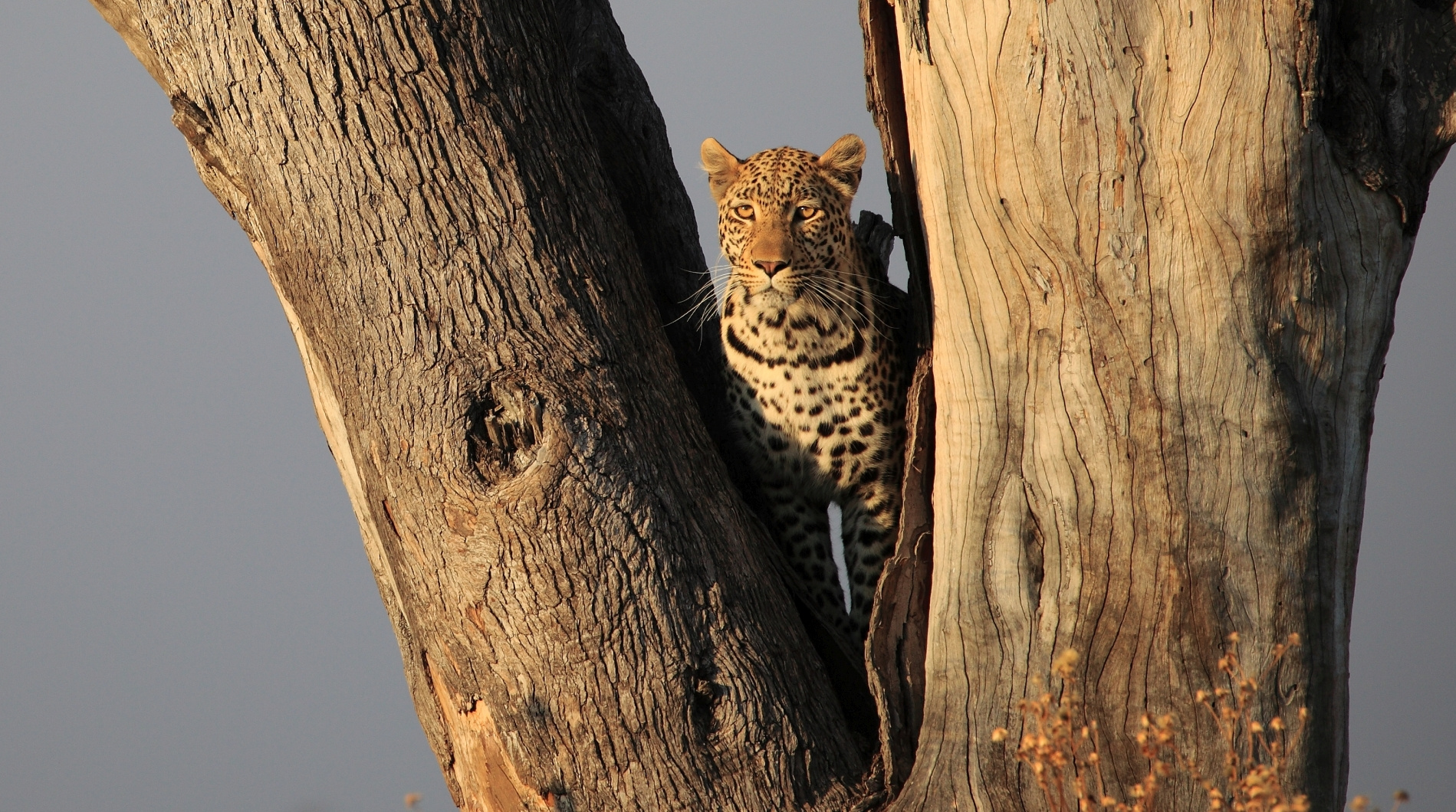 Leopard_Botswana_2